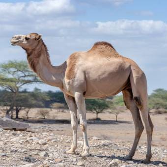 Kenyan Camel